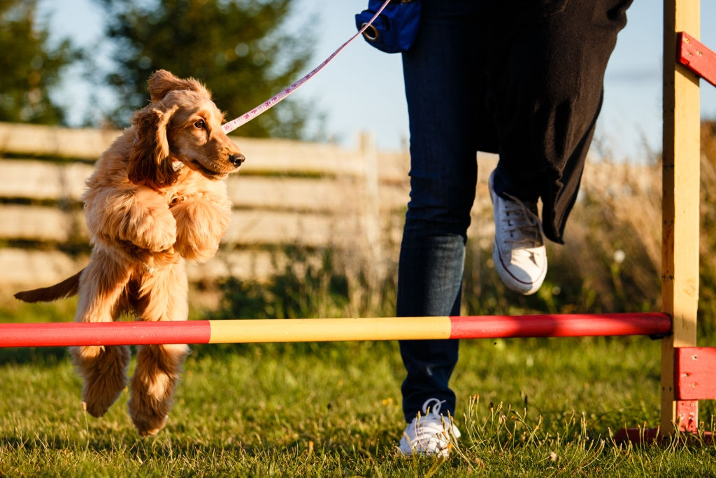 What Are Some Vital Dog Training Tips That You Must Follow