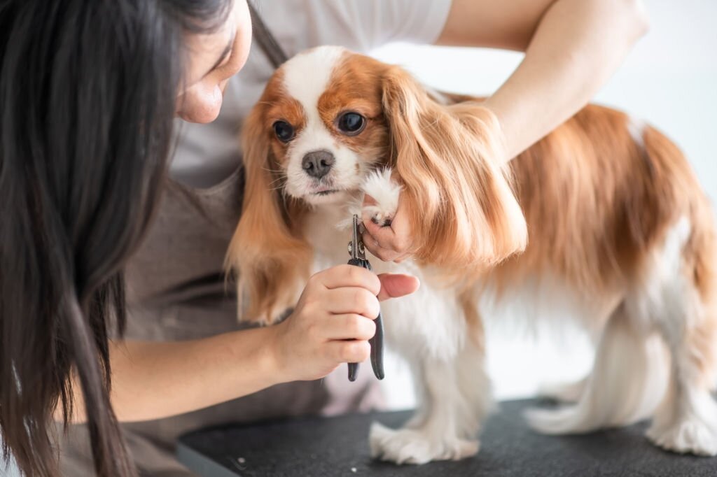 Best Nail Clippers For Small Dogs