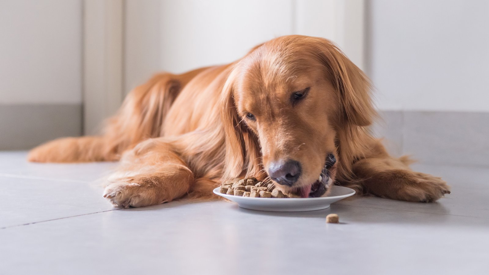 Try A Bland Diet To Soothe Your Dog’s Upset Stomach